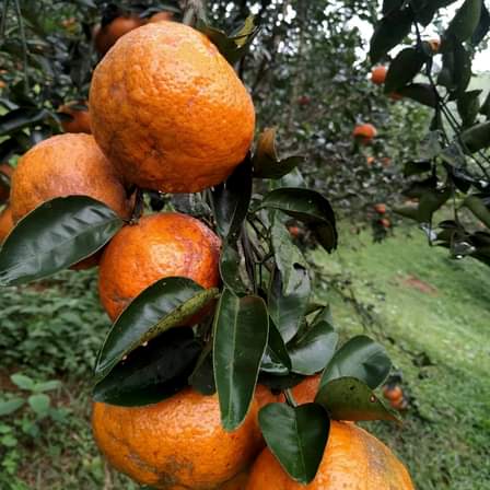MUA VÀNG HAY MUA CAM NGÀY THẦN TÀI