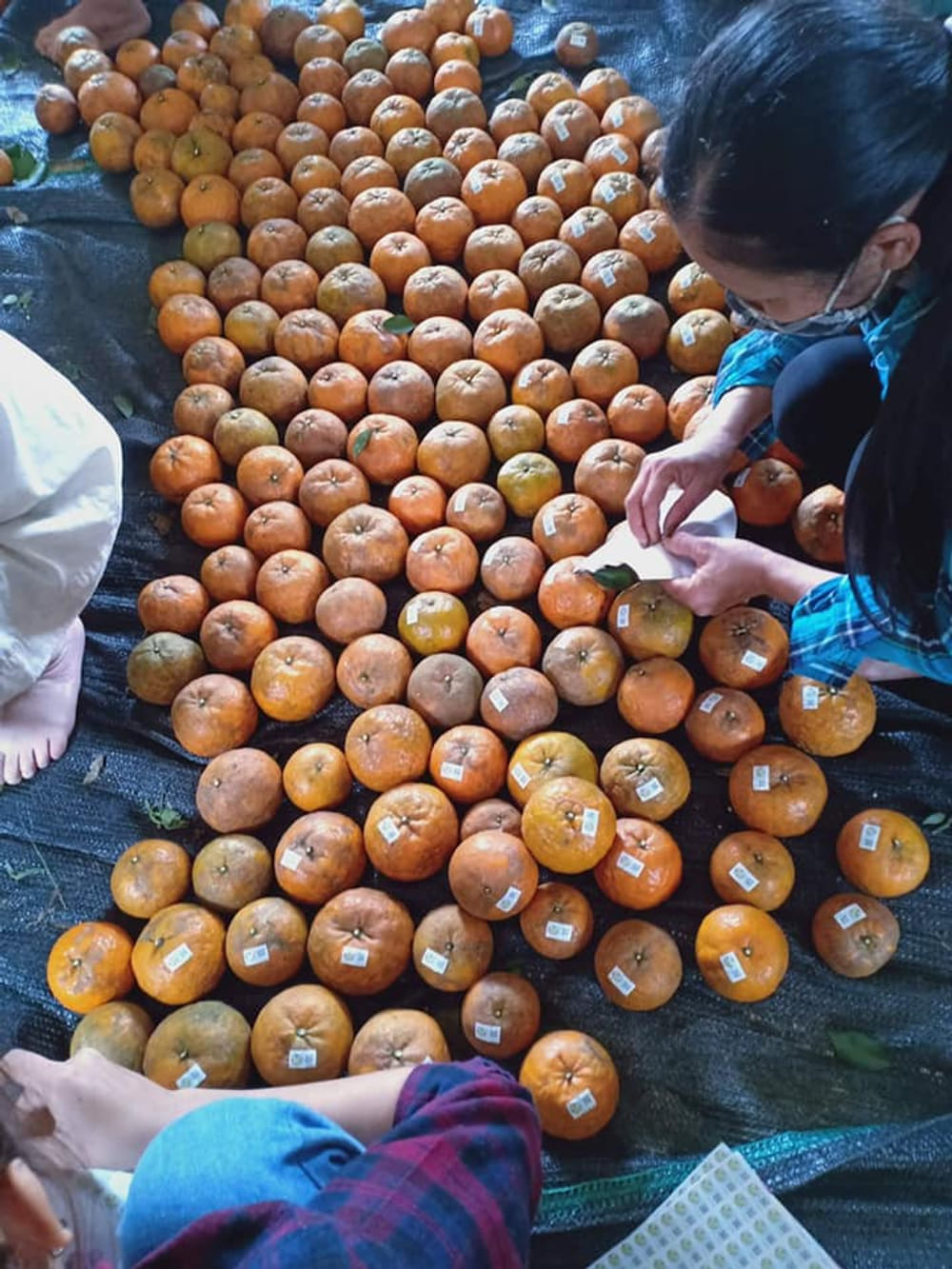 KHÉP LẠI DỰ ÁN CAM 2020