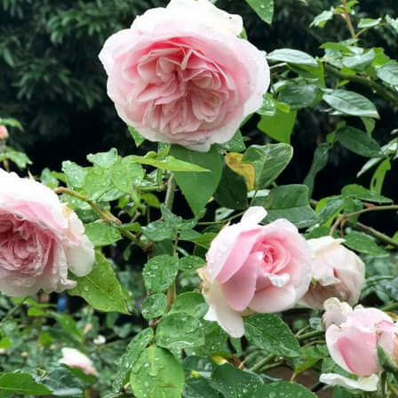 NƯỚC CẤT HOA HỒNG