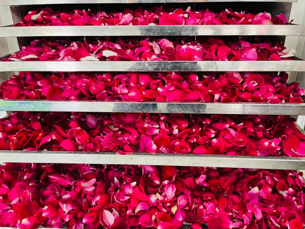 HOA HỒNG TRÊN TAY