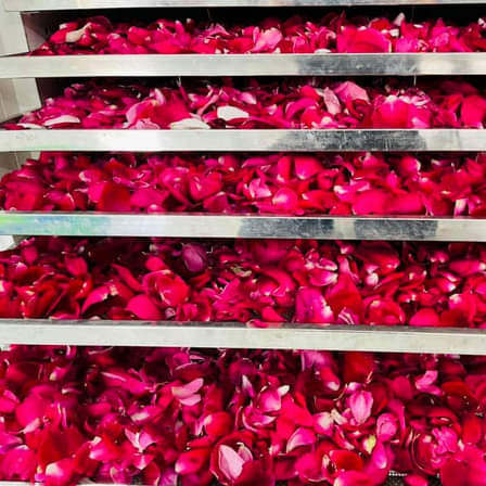 HOA HỒNG TRÊN TAY