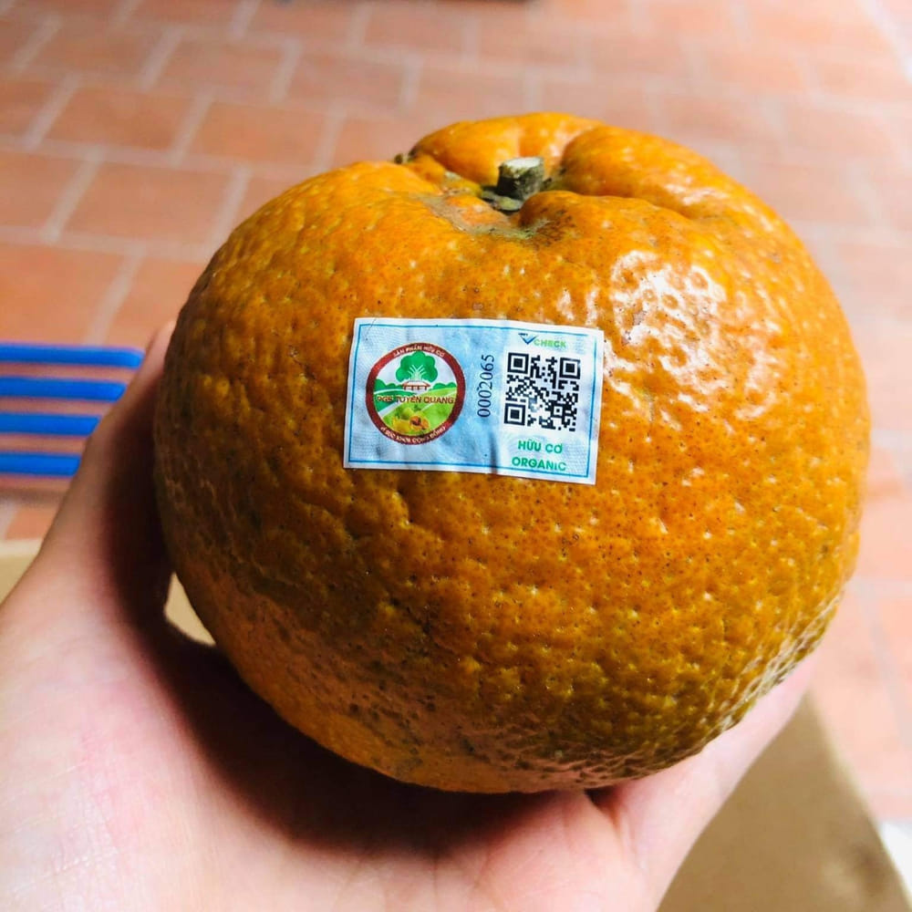 TRÁI CAM ĐƯỢC DÁN TEM HỮU CƠ PGS