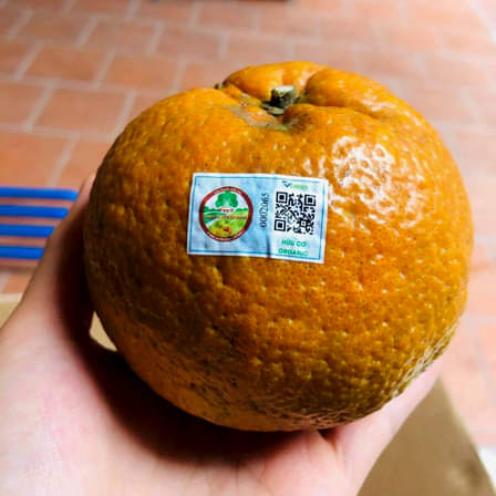 TRÁI CAM ĐƯỢC DÁN TEM HỮU CƠ PGS