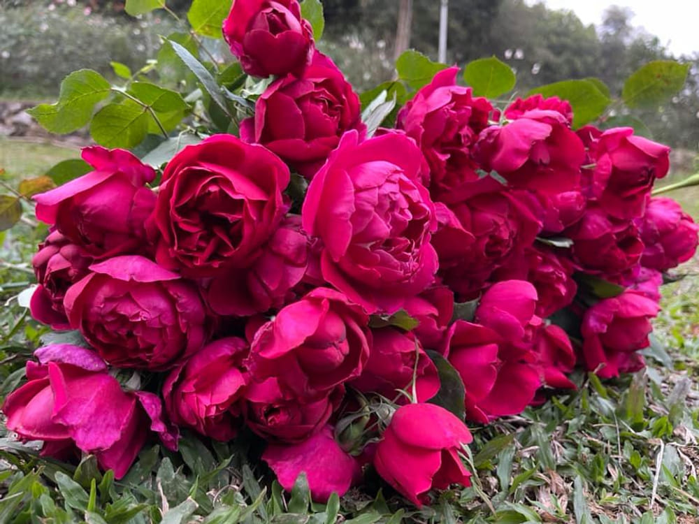 HOA HỒNG HỮU CƠ